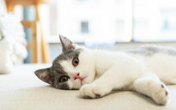 2个月小猫如何分辨公母