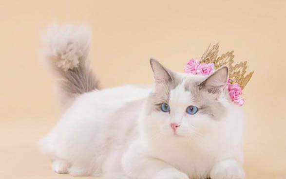 猫呼吸有呼噜声是什么原因