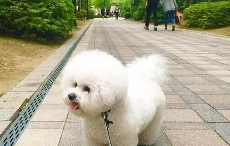 比熊犬一直流口水是怎么了