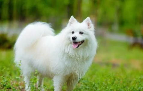银狐犬的智商