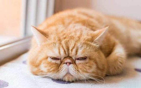 如何训练小猫作揖