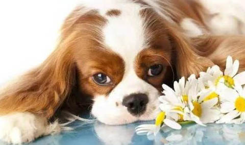 骑士查理王小猎犬口吐白沫是什么原因