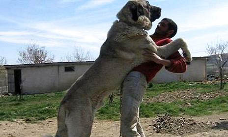 坎高犬智商排名怎么样