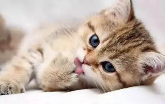 猫咪吐了什么原因