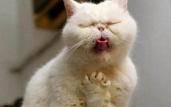 猫咪多久会走路