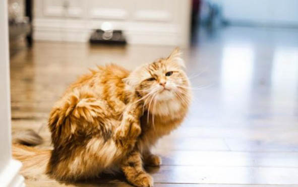 猫咪三联多久打一次