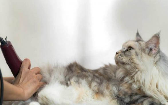 请问猫咪呕吐的原因及处理方法?