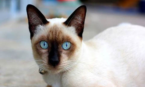 猫咪胎毛多久能掉?