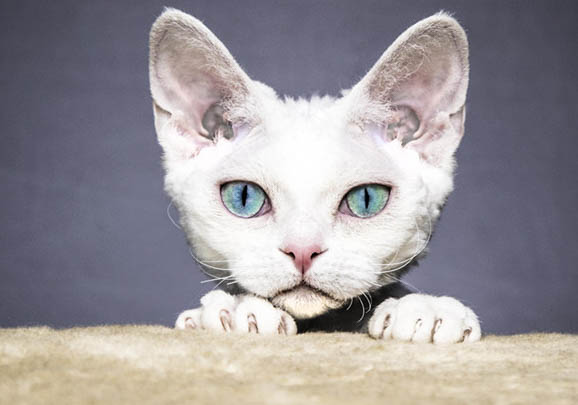德文卷毛猫换季掉毛吗?