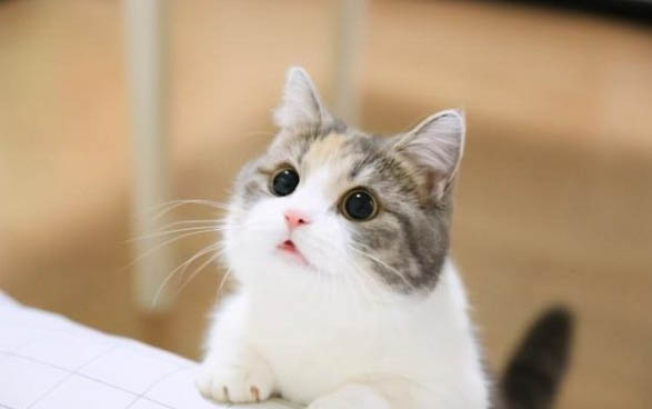 猫咪掉毛严重还可以继续剃毛吗