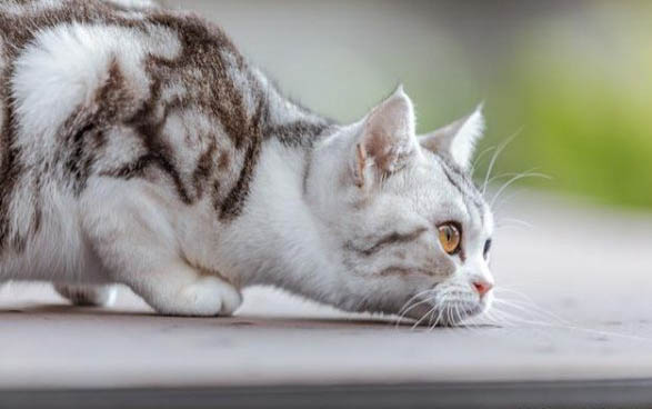 怎么才能让猫不叫春