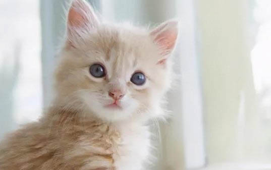 猫咪几月换牙