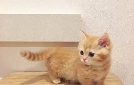 橘猫如何饲养