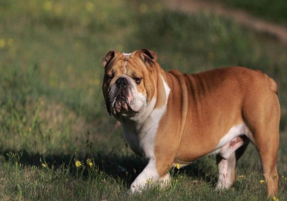 英国斗牛犬价格多少钱一只