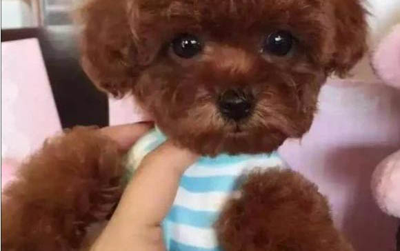 泰迪狗没感冒老打喷嚏怎么回事