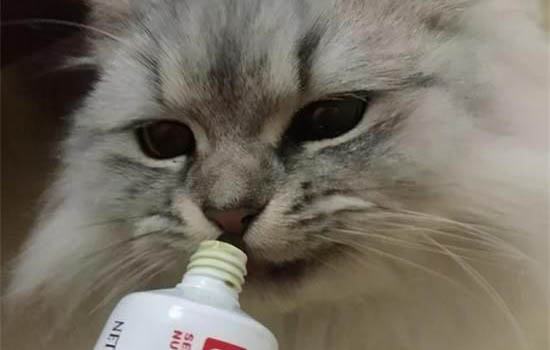 猫咪对眼的原因