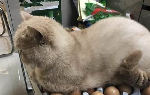 猫咪飞机托运会痛苦吗