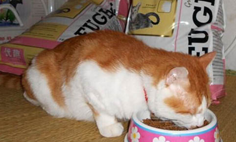 如何鉴别猫粮狗粮的好坏