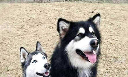 怎么喂养阿拉斯加雪橇犬幼犬