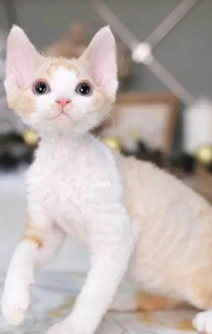 卷毛寻回犬老掉毛的原因及处理方法