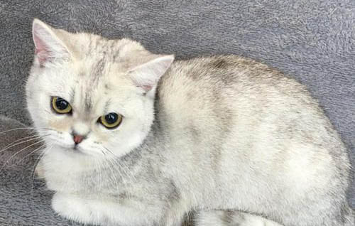 猫咪尿不出来还呕吐是怎么回事