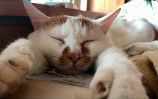 2个月小猫刚到新家的注意事项