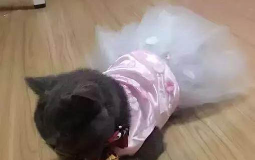 小猫咪肺炎能治好吗