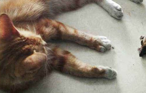 猫咪突然变得很害怕