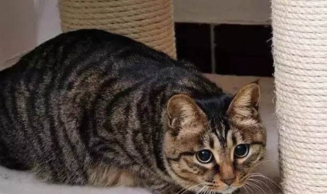 领养猫咪在哪里领养,免费吗
