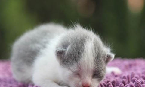 猫咪脱毛但无癣的原因及处理方法