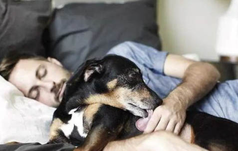 犬瘟狗一直抽搐哼唧很痛苦吗