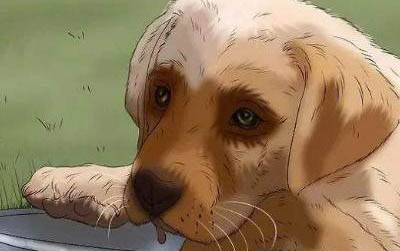 小狗一般得了犬瘟和冠状还能活多久