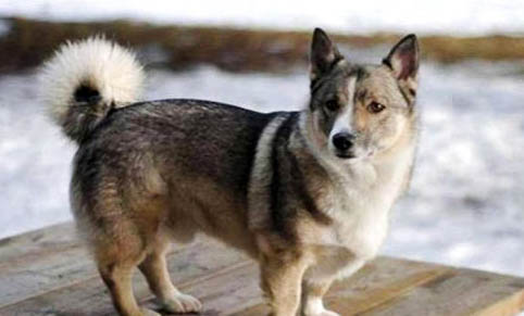柯基和柴犬哪个贵