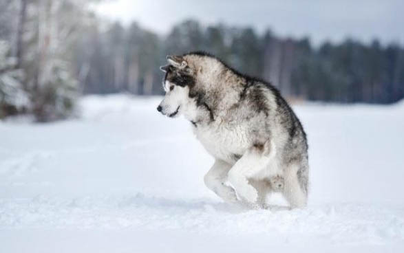 阿拉斯加雪橇犬食欲不好