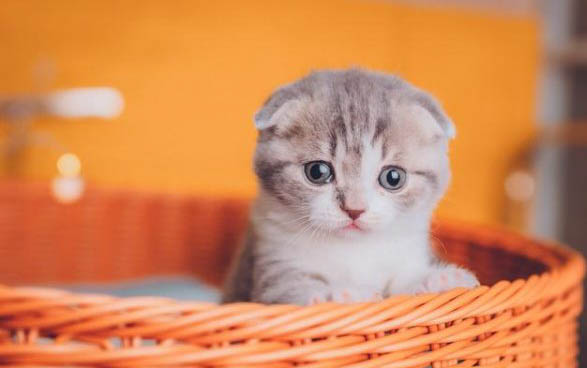 猫咪尿不出来