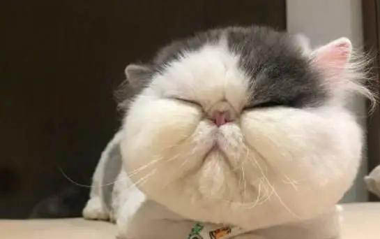 猫咪不吃不喝只睡觉