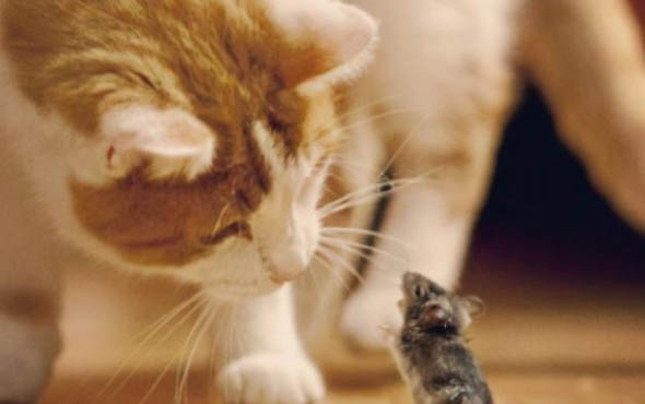 猫咪得了脱水可以活过来吗