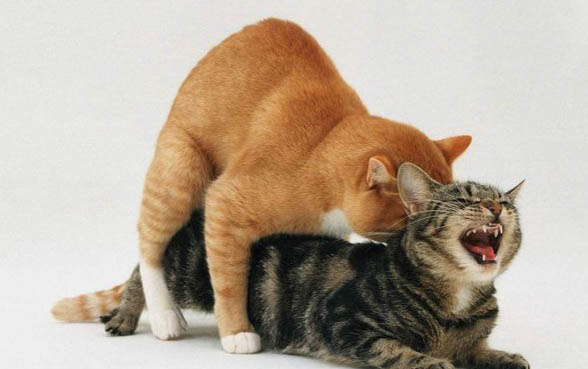 猫咪吐血怎么回事