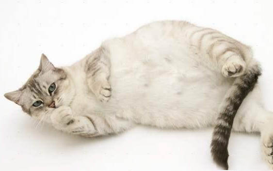 猫咪为什么一直吃不胖不瘦呢