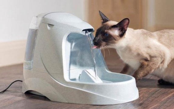 猫咪吐白水粘液怎么回事