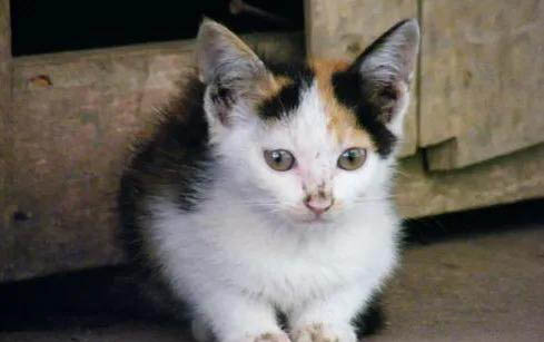 小猫驱虫后可以睡床上吗