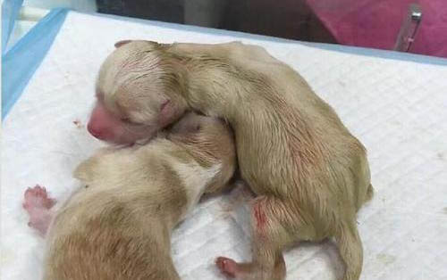 小狗系上绳子就趴地上不走怎么办