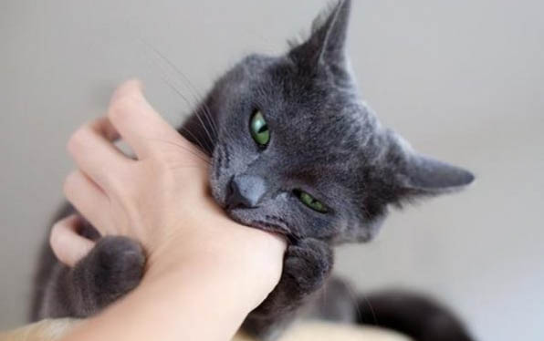 猫咪可以吃什么？