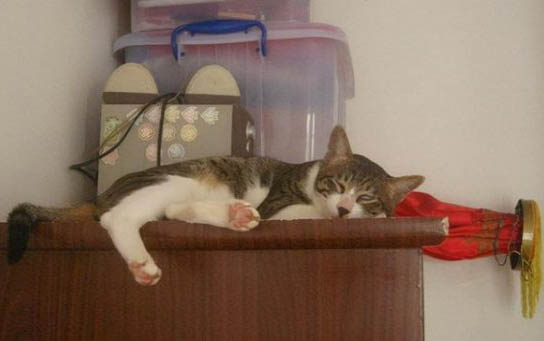猫咪可以做近亲繁殖吗？