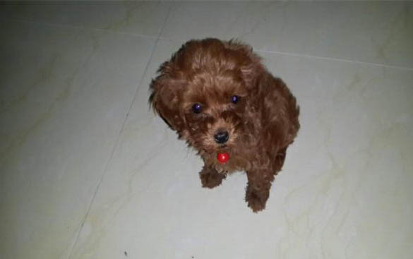 狗狗去除牙结石小妙招