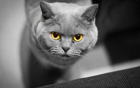 小猫不排便怎么办