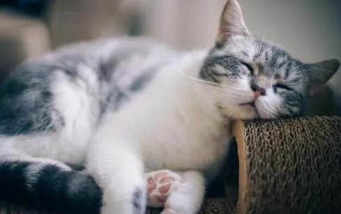 猫咪不喝水的病因