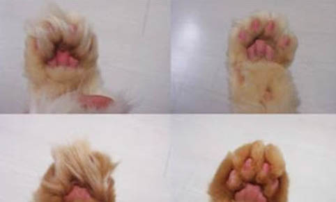 猫咪不晒太阳会怎么样