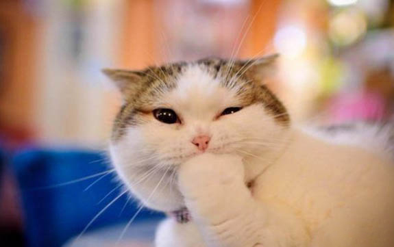 猫和人类年龄对照表