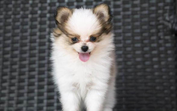 狗狗怀孕会吐是吗?